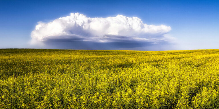 Canola field under a big prairie sky in Alberta